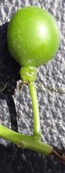  Fruit